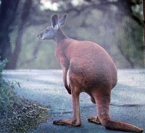kangaroo